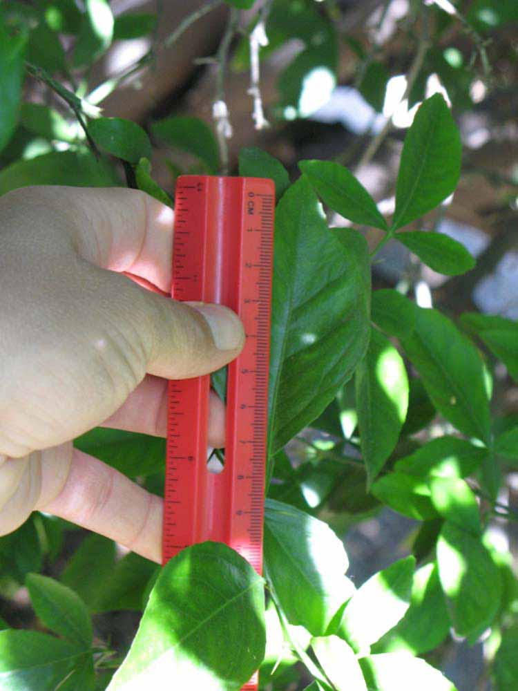            Trifoliolate leaf (Riverside, CA)   